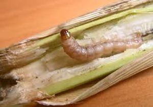uploads/images/pest/maize corn worm.jpg